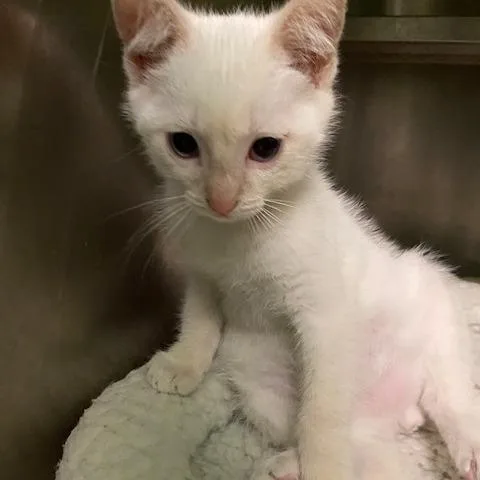 A baby small-sized male White Domestic Short Hair cat named Hubbard for adoption in Dayton, OH