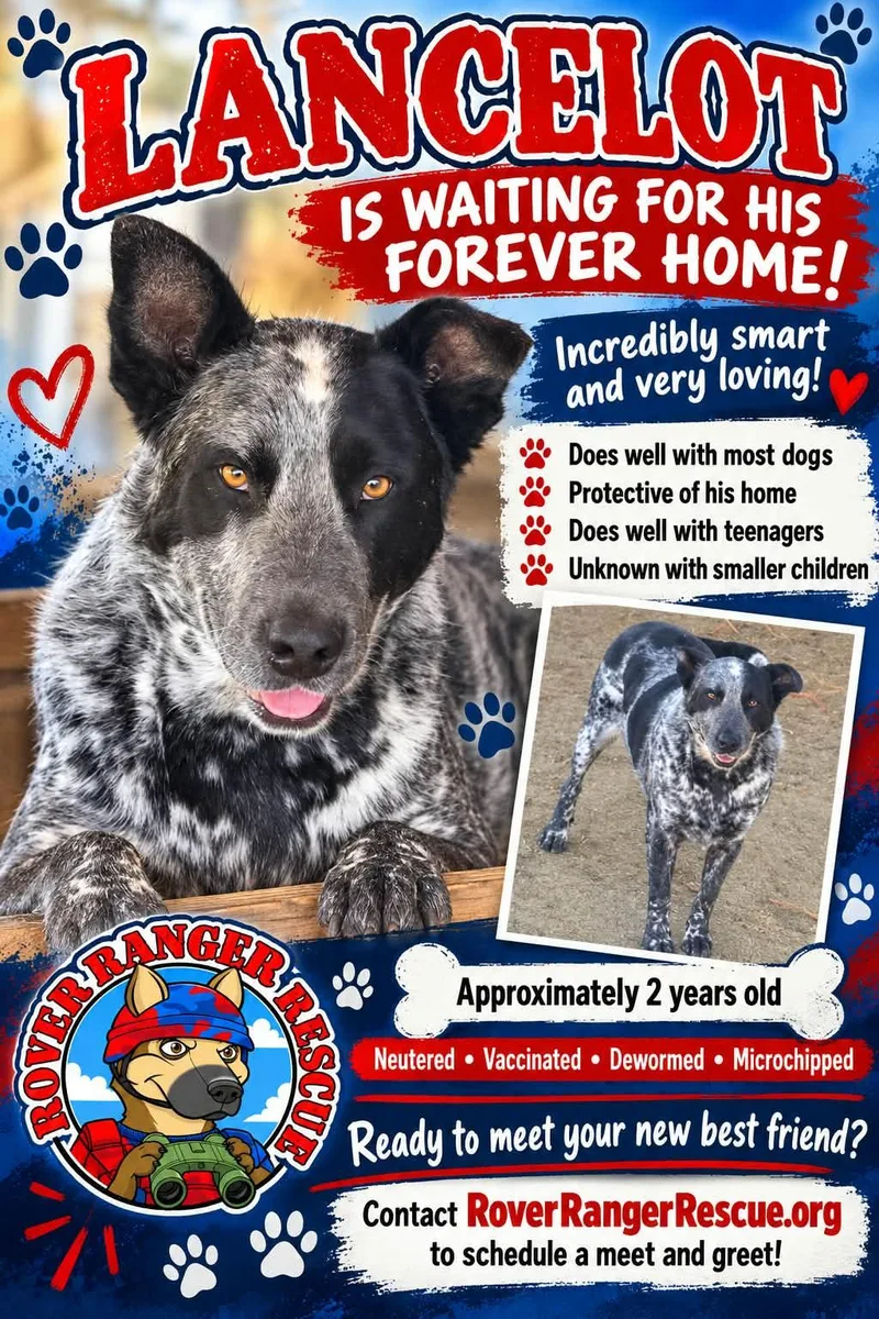 An adult medium-sized male Black Cattle Dog named Lancelot for adoption in Wrightwood, CA