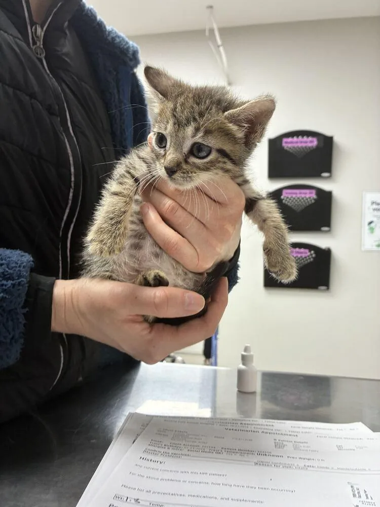 A baby small-sized male Domestic Short Hair cat named Travi for adoption in Marietta, GA