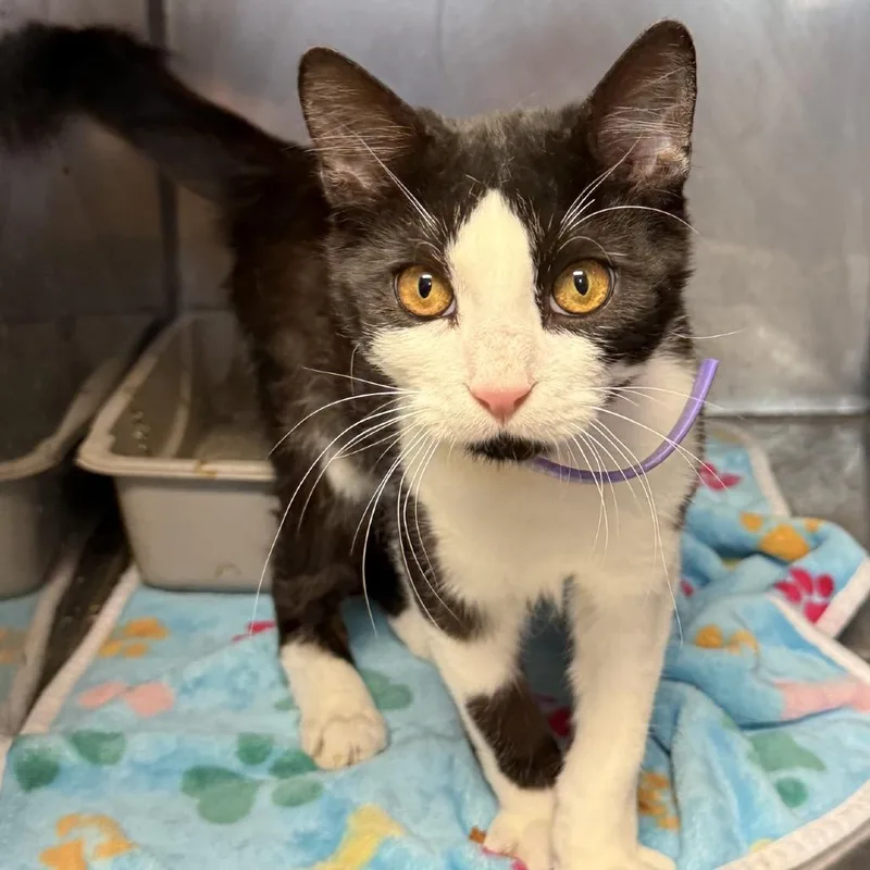A young medium-sized male Domestic Short Hair cat named Mickey for adoption in Midland, TX