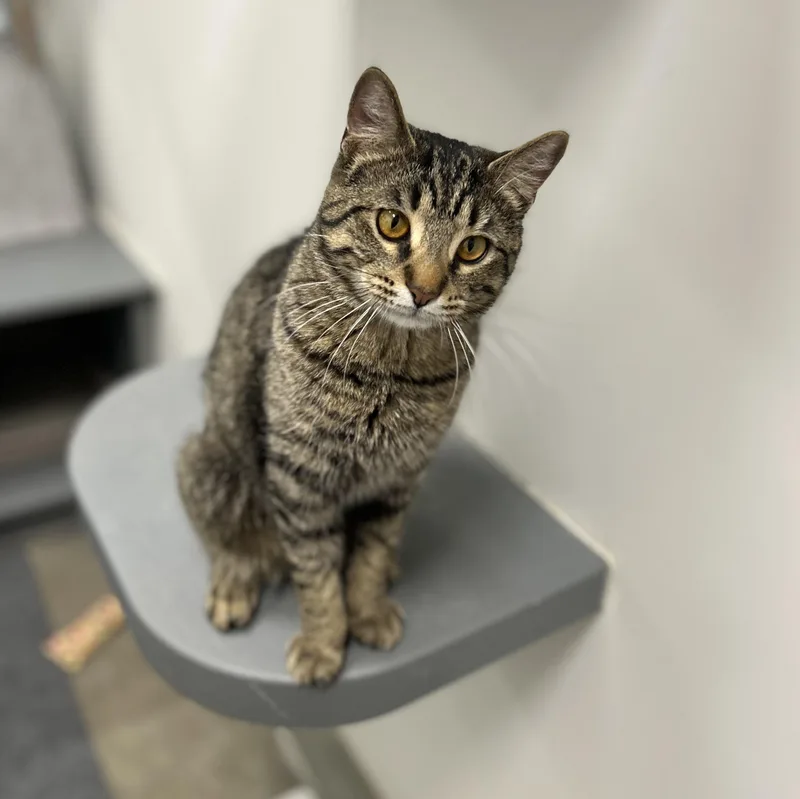 A young medium-sized male Tabby (Brown / Chocolate) Domestic Short Hair cat named Monty for adoption in Columbus , OH