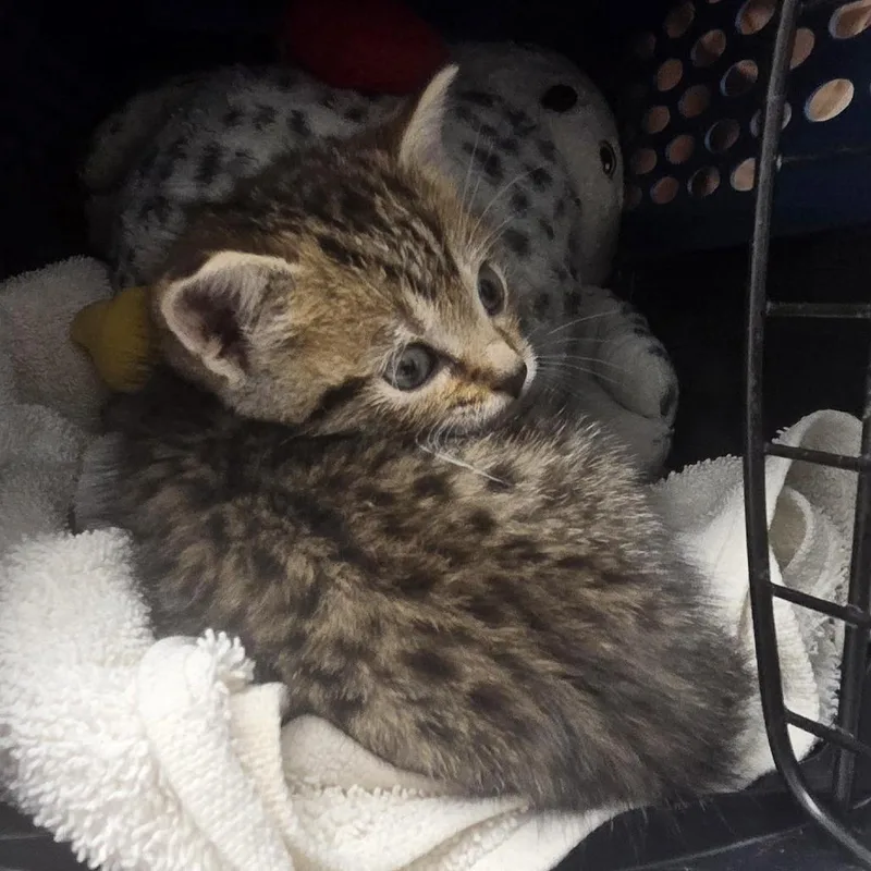 A baby small-sized male Brown / Chocolate Domestic Short Hair cat named Grasshopper for adoption in Saint Louis, MO