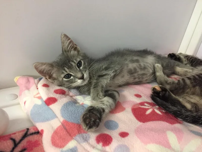 A baby medium-sized male Domestic Short Hair cat named Beamer for adoption in Peoria, AZ