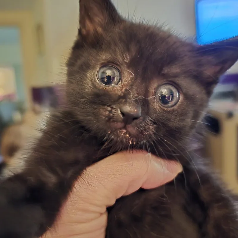 A baby small-sized male Black Domestic Short Hair cat named Pickle for adoption in Alexandria, VA