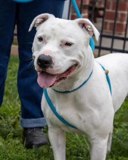 An adult medium-sized male Mixed Breed dog named Kobe for adoption in Fallston, MD