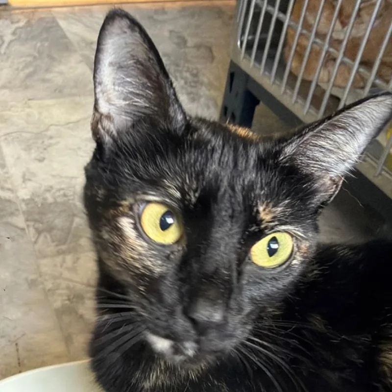 A young small-sized female Black Domestic Short Hair cat named Jinx NRAR for adoption in Merrifield, VA