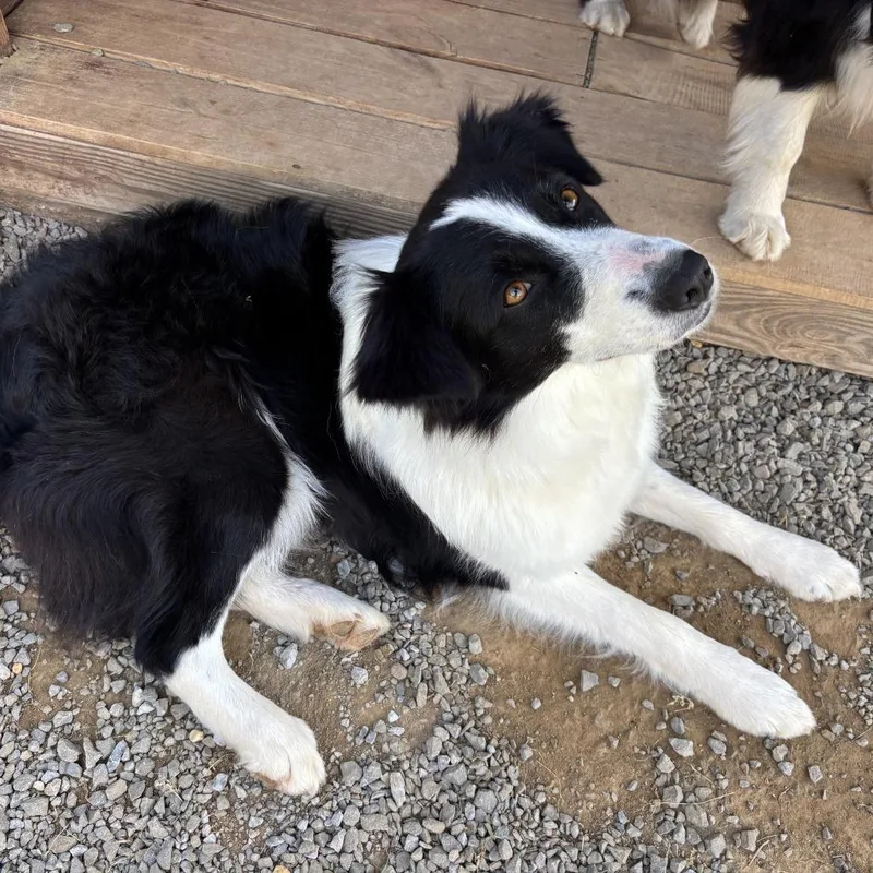 An adult small-sized female Black Australian Shepherd dog named Chanel for adoption in Huntsville, AL