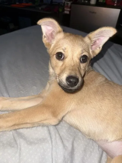 A baby medium-sized female Shepherd dog named Peggy for adoption in Broomfield, CO