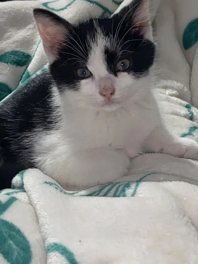 A baby small-sized male Black & White / Tuxedo Domestic Short Hair cat named Inkblot for adoption in Edinburg, VA
