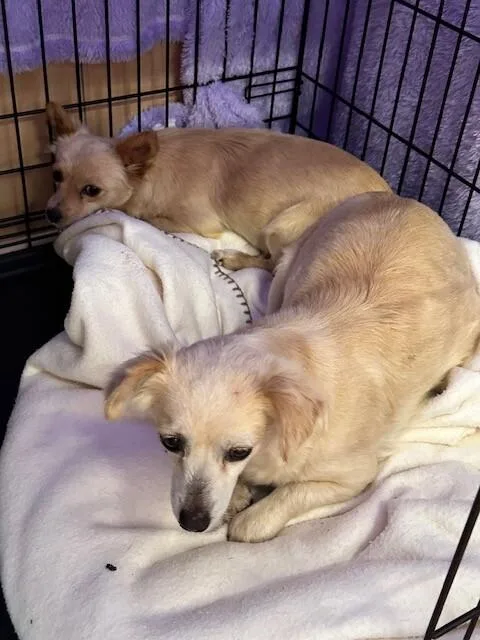 Lemon Drop thumbnail 2