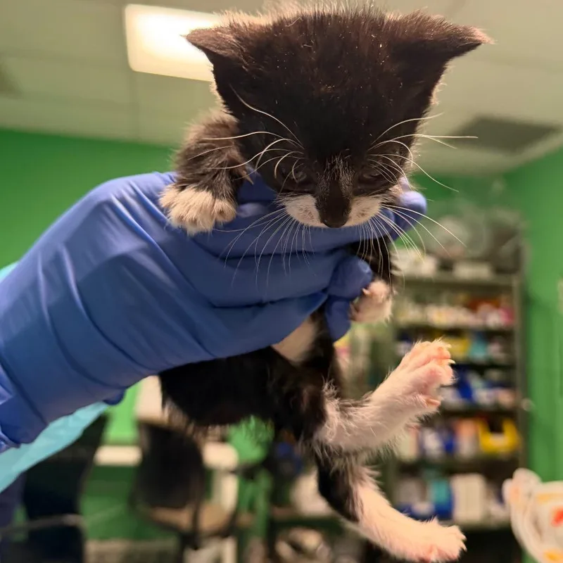 A baby small-sized female Black Domestic Short Hair cat named Sam for adoption in Philadelphia, PA