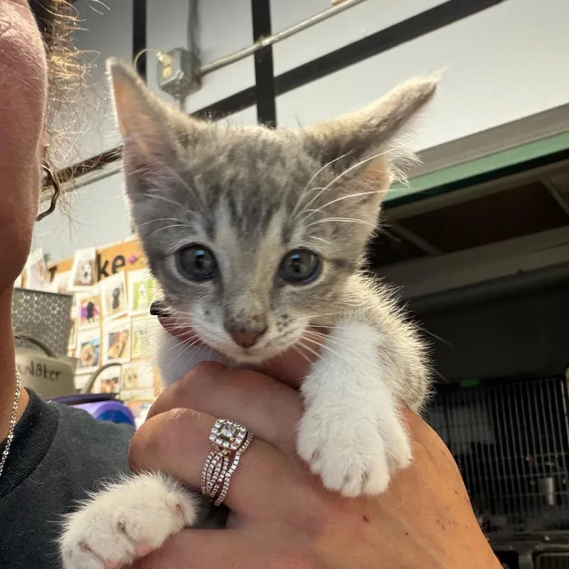 A baby small-sized female Gray / Blue / Silver Domestic Short Hair cat named Toni for adoption in Lake Jackson, TX
