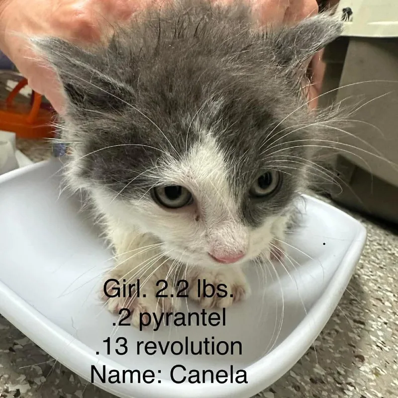 Canela