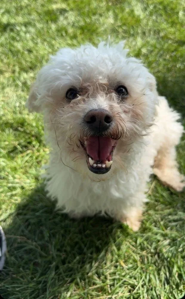 An adult small-sized male White / Cream Bichon Frise dog named Coco for adoption in Aurora, CO