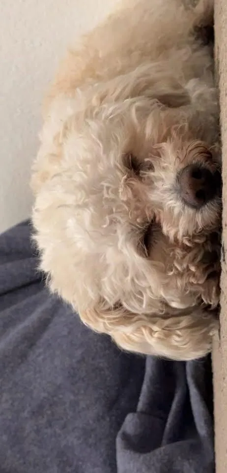 Coco thumbnail 2