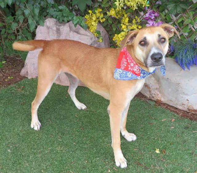 An adult large-sized female Black Mouth Cur dog named Prairie for adoption in Oklahoma City, OK