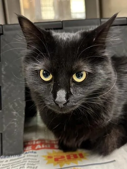 A young medium-sized female Black Domestic Medium Hair cat named Prax for adoption in Wichita, KS