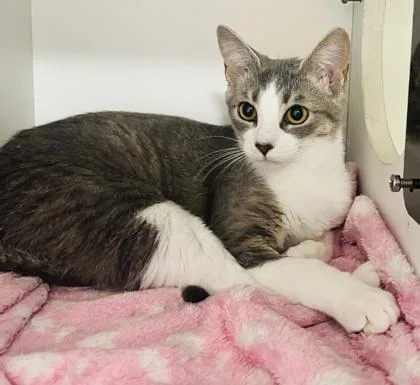 A young medium-sized female Domestic Short Hair cat named Misha for adoption in Savannah, GA