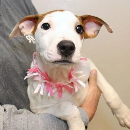 A young medium-sized female White / Cream Mixed Breed dog named Fruity Pebbles for adoption in Lansing, MI