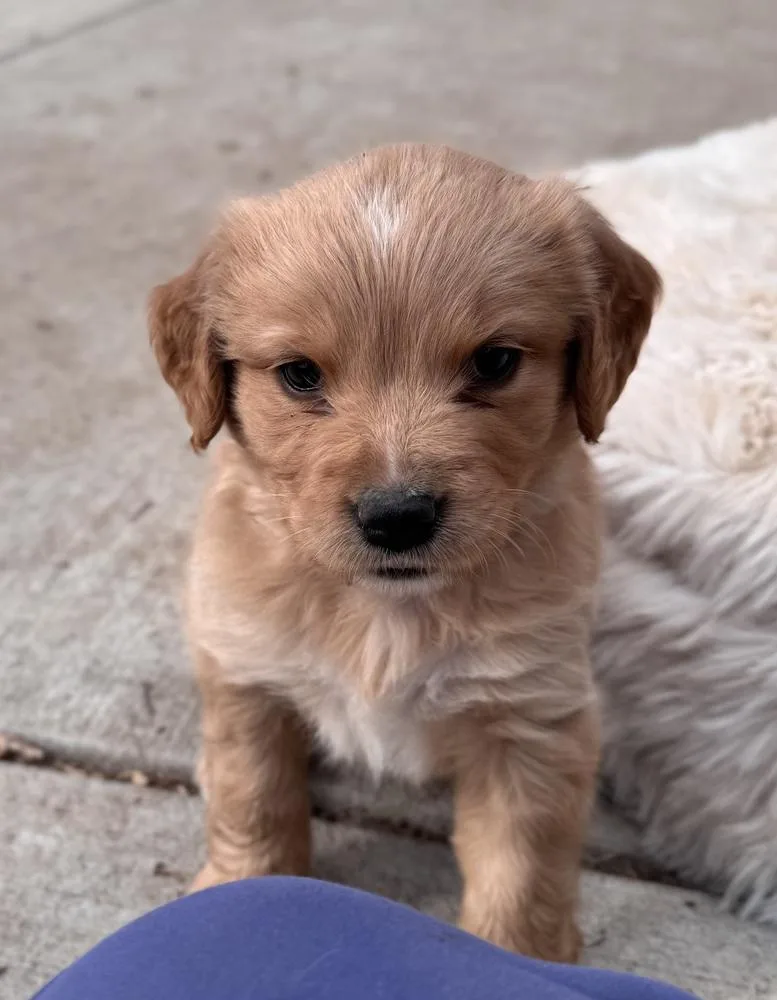 Cheechoo  Journey thumbnail 2