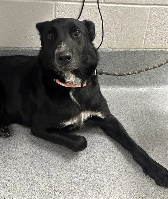 An adult medium-sized female German Shepherd Dog dog named Eponine for adoption in Indianapolis, IN