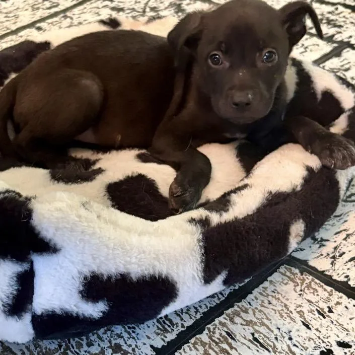A baby medium-sized female Black Labrador Retriever dog named Rosebud for adoption in Anderson, TX