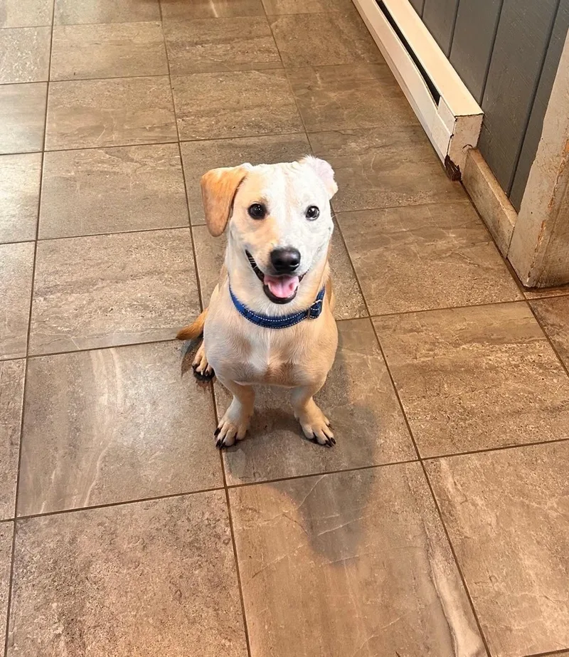 An adult medium-sized male Labrador Retriever dog named Carl for adoption in South Charleston, OH