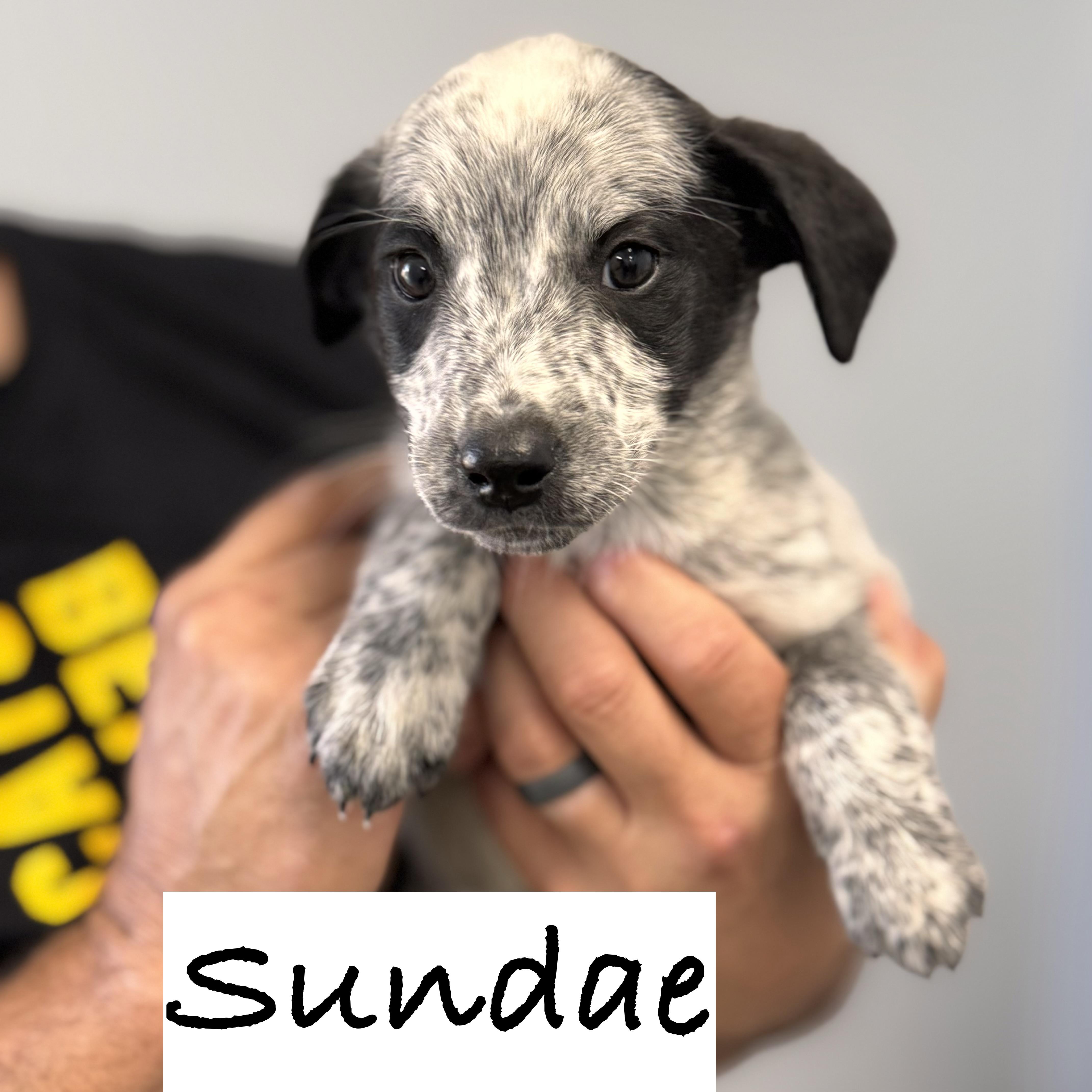 Sundae thumbnail 2