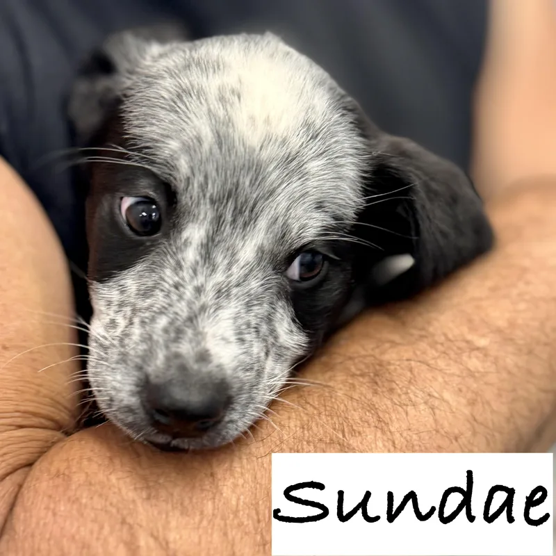 Sundae thumbnail 3