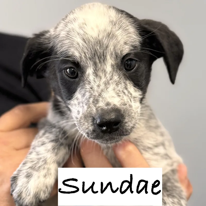 Sundae thumbnail 4