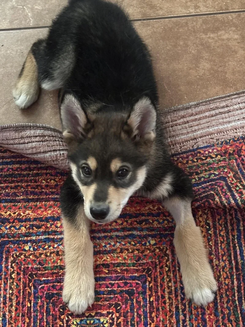 Pippin