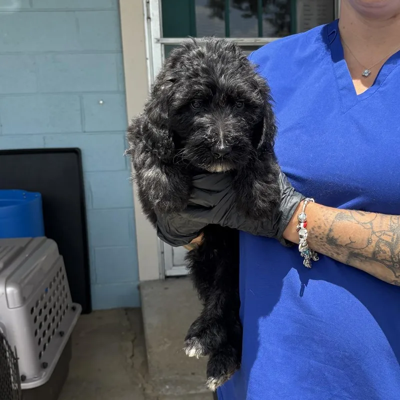 A baby large-sized male Black Poodle dog named Murphy for adoption in Jefferson city, TN