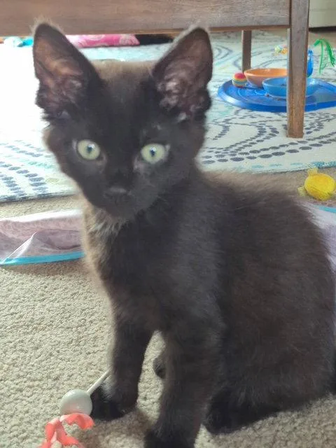 A baby medium-sized male Domestic Short Hair cat named C Litter Suede for adoption in Livonia, MI