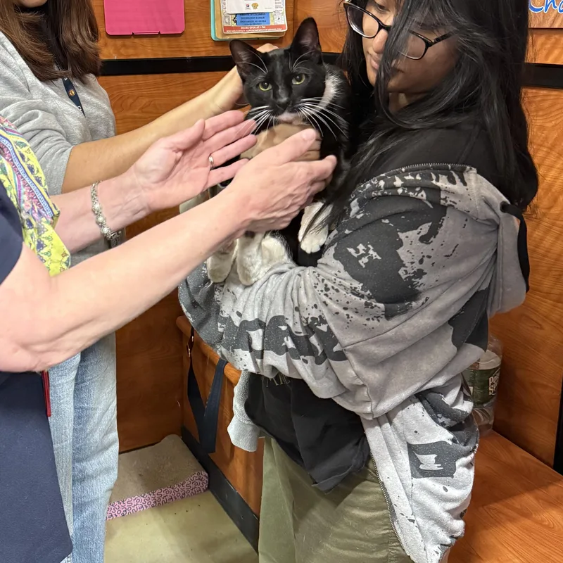 A young medium-sized male Black & White / Tuxedo Domestic Short Hair cat named Rocky for adoption in Old Bridge, NJ