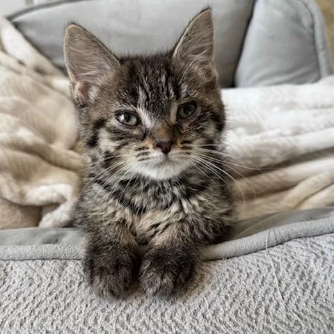 A baby small-sized female Gray / Blue / Silver Domestic Short Hair cat named Jelly Bean for adoption in Normal, IL