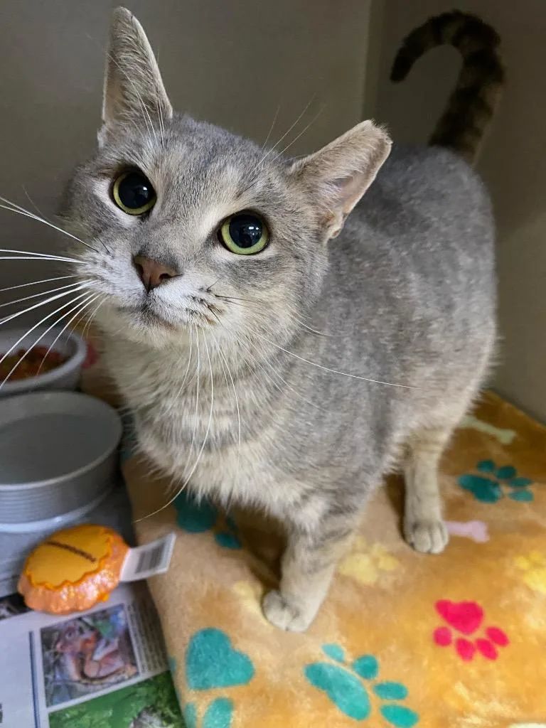 A young medium-sized female Domestic Short Hair cat named Nazeli for adoption in Pottsville, PA