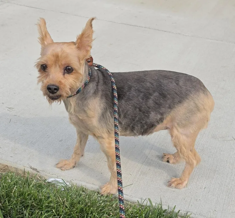 A young medium-sized female Yorkshire Terrier dog named Hannah for adoption in Hollywood, MD