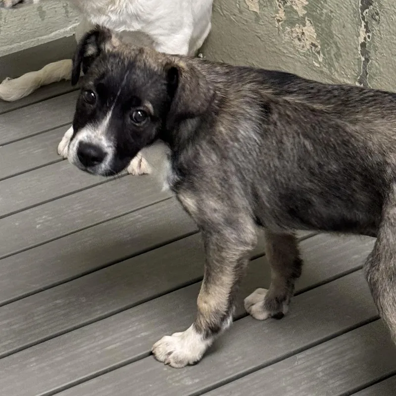 A baby large-sized female Brown / Chocolate Mixed Breed dog named Valor for adoption in Eureka Springs, AR