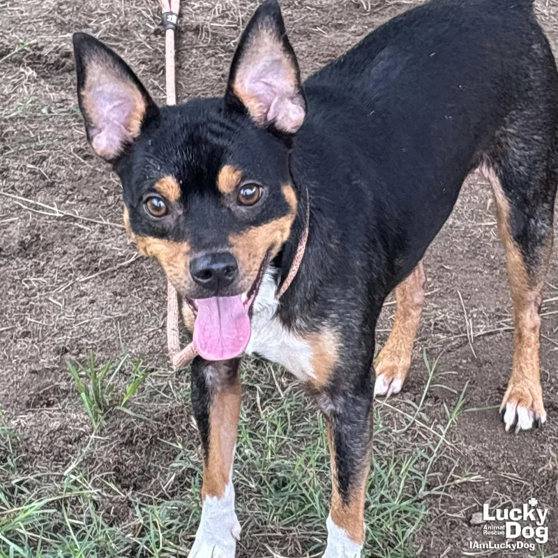 A young small-sized male Miniature Pinscher dog named Ponchi for adoption in Washington, DC