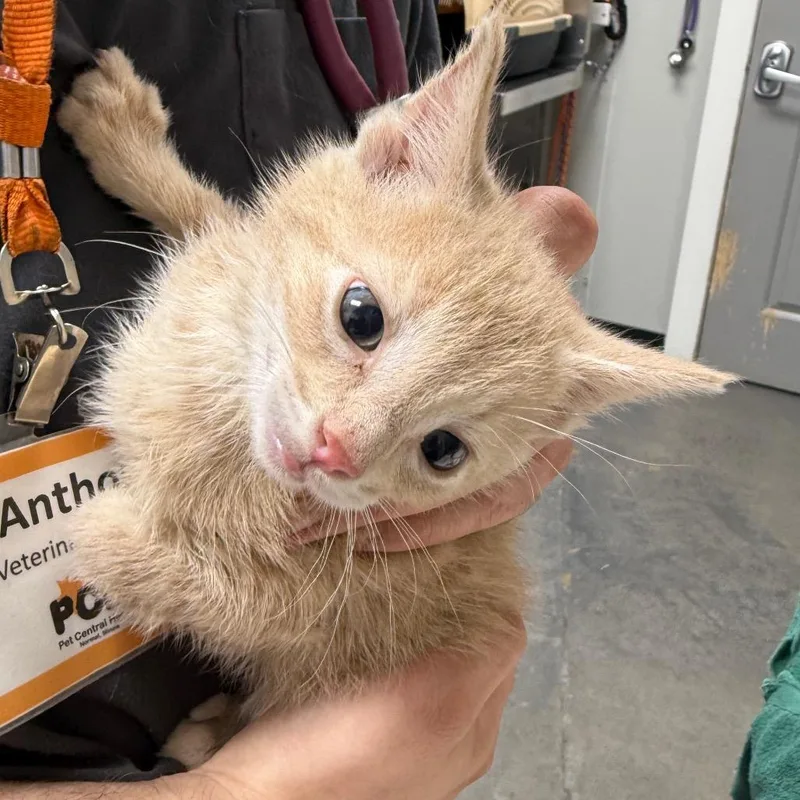 A baby small-sized male Buff / Tan / Fawn Domestic Short Hair cat named Glasswing for adoption in Normal, IL