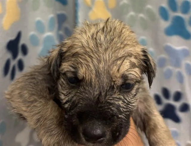 A baby small-sized male German Shepherd Dog dog named Enzo for adoption in Rosenberg, TX