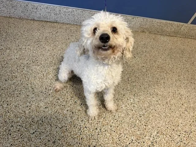 An adult small-sized female Poodle dog named Elowen for adoption in Miami, FL
