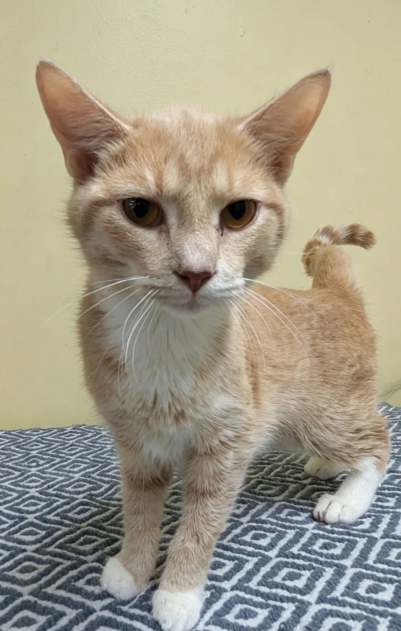 A young medium-sized male Buff / Tan / Fawn Domestic Short Hair cat named Billy for adoption in Jackson, GA