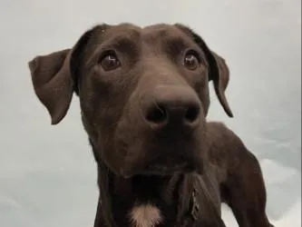 An adult large-sized female Retriever dog named Sally for adoption in Golden Valley, MN