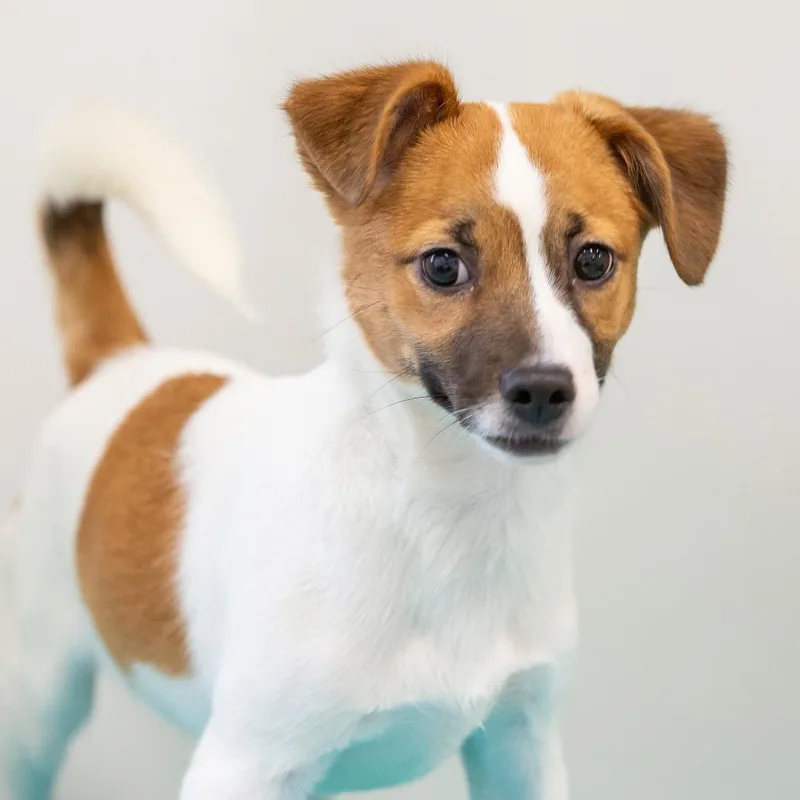 A baby small-sized male White / Cream Mixed Breed dog named Pork Chop for adoption in Cartersville, GA