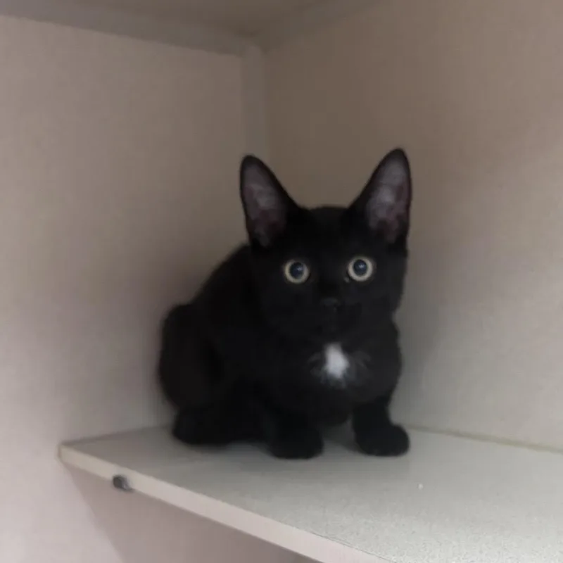 A baby small-sized male Black Domestic Short Hair cat named Flash for adoption in Hamburg, NY