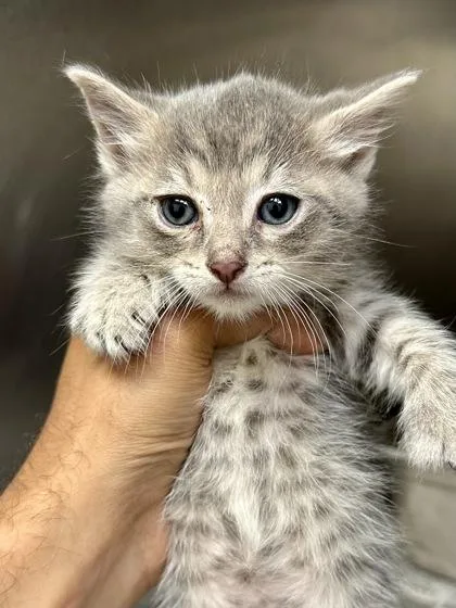 A baby medium-sized male Gray / Blue / Silver Domestic Short Hair cat named Leaf for adoption in Wichita, KS