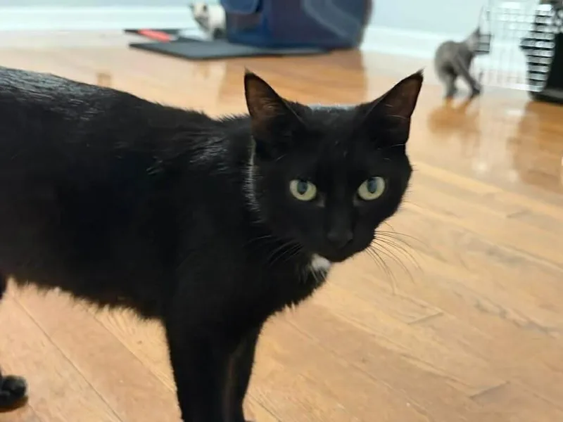 An adult small-sized female Black & White / Tuxedo Domestic Short Hair cat named Mamma Mia for adoption in WARNER ROBINS, GA