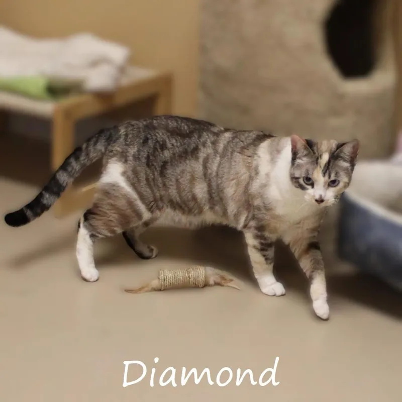 An adult small-sized female Tortoiseshell American Shorthair cat named Diamond for adoption in Yucaipa, CA