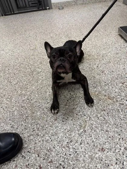 An adult small-sized male French Bulldog dog named Tiger for adoption in Gastonia, NC